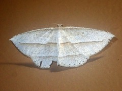 Heteralex rectilineata