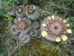 Parodia scopa