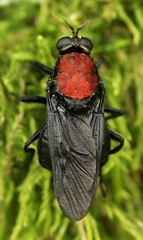 Clitellaria ephippium