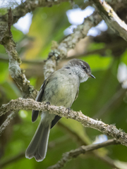 Mecocerculus leucophrys