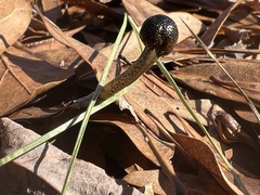 Tolypocladium longisegmentatum