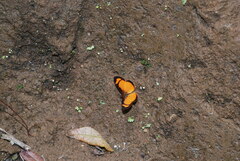 Tegosa anieta