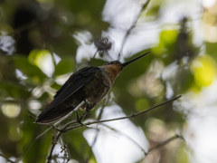 Coeligena helianthea