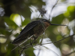 Coeligena helianthea