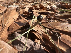 Tolypocladium longisegmentatum