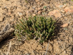 Selaginella corallina