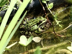 Pelophylax esculentus