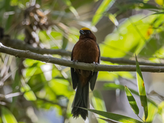 Catamblyrhynchus diadema