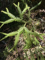 Sticherus owhyhensis