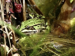 Pelophylax esculentus