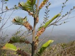 Phyllanthus emblica