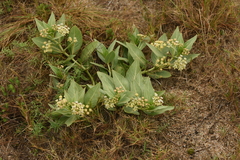 Asclepias × aequicornu