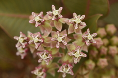 Asclepias × aequicornu
