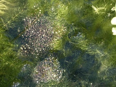 Pelophylax esculentus