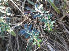 Euphorbia nicaeensis