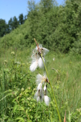 Eriophorum scheuchzeri
