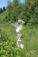Eriophorum scheuchzeri