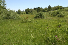 Eriophorum scheuchzeri