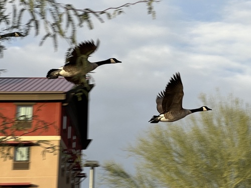 Canada Goose photographed in Arizona
