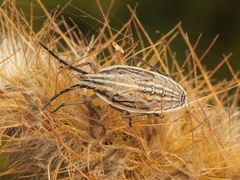 Mecidea lindbergi
