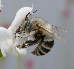 Amegilla albigena