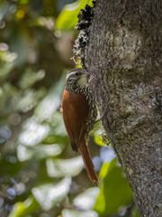 Margarornis squamiger