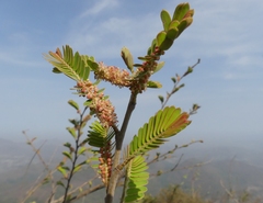 Phyllanthus emblica