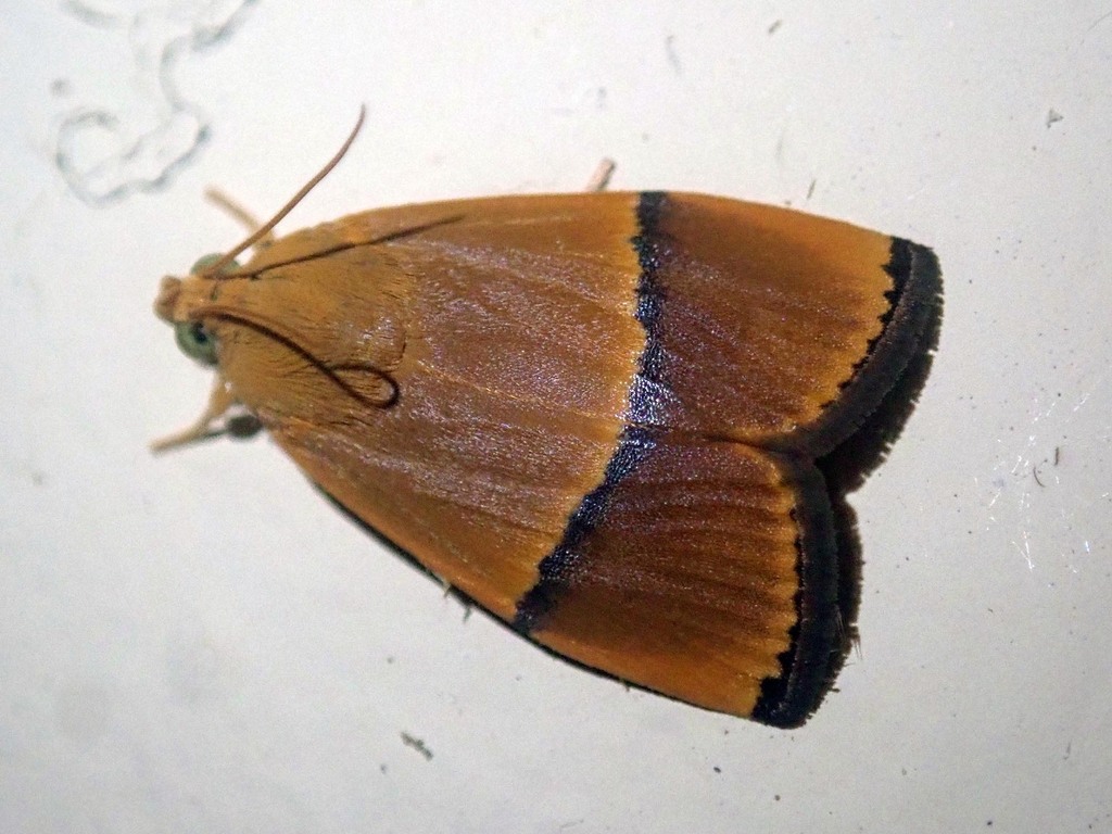 Imma transversella
