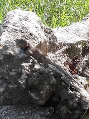 Sceloporus lundelli