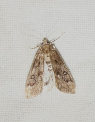 Parapoynx stratiotata