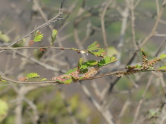 Phyllanthus emblica