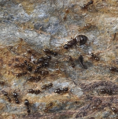 Plagiolepis schmitzii