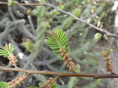 Phyllanthus emblica