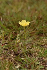 Crocanthemum brasiliense