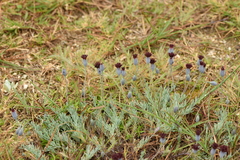 Porophyllum linifolium