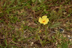 Crocanthemum brasiliense