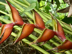 Heliconia bihai
