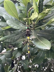 Phyllomacromia contumax