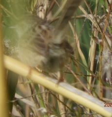 Prinia gracilis