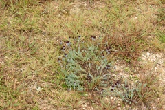 Porophyllum linifolium