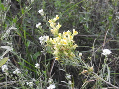 Linaria vulgaris