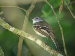 Mecocerculus leucophrys