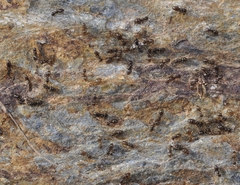 Plagiolepis schmitzii