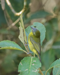 Thlypopsis superciliaris