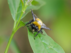 Bombus hortulanus