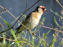 Carduelis carduelis