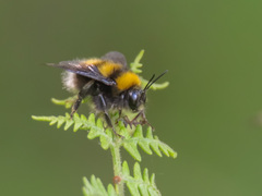 Bombus hortulanus