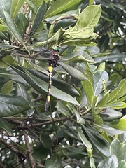 Phyllomacromia contumax