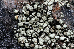 Rhizoplaca ouimetensis