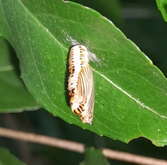 Phaeochlaena lampra
